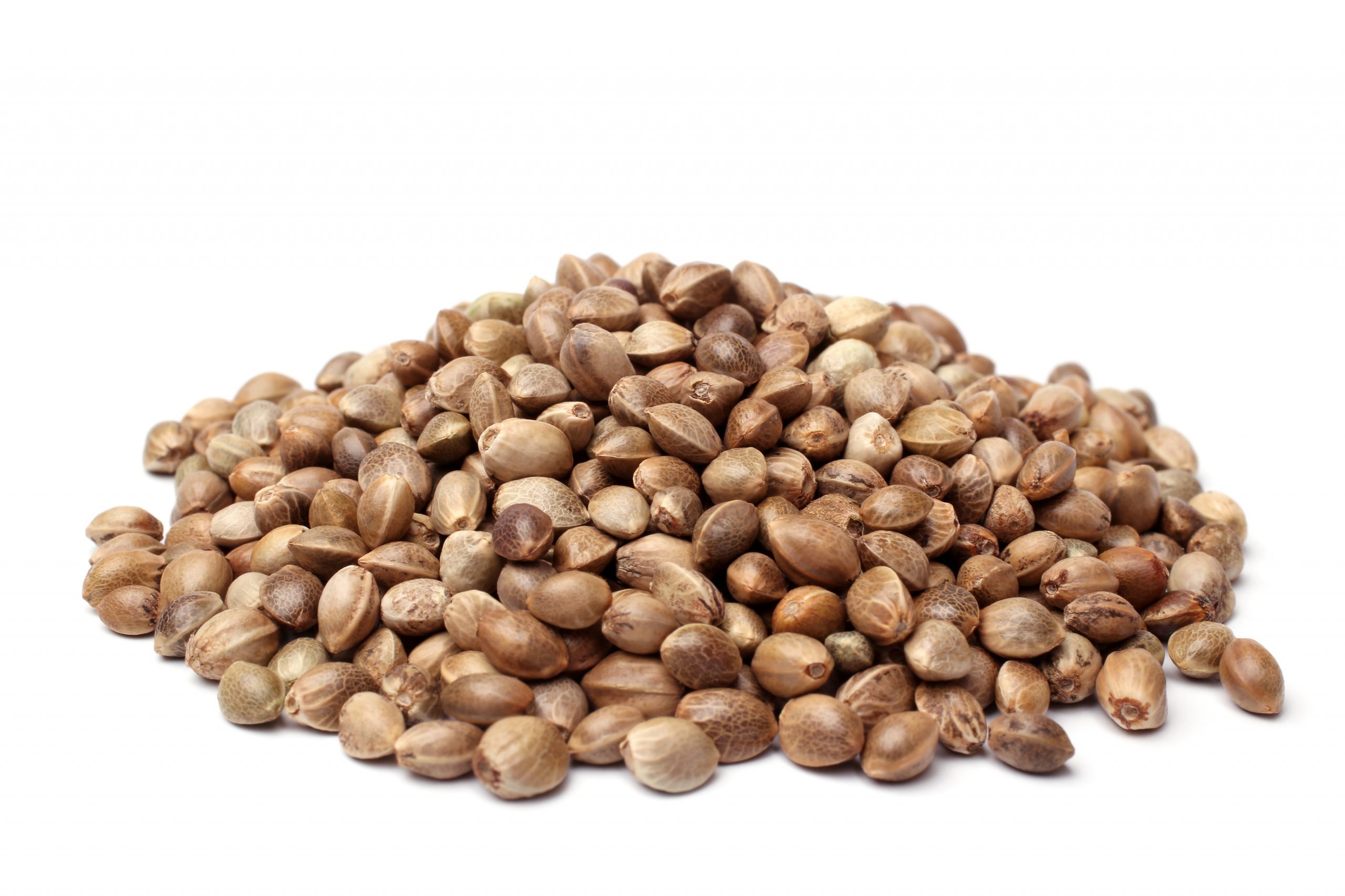 Bear Stewart - Hemp Seed - 10 lbs